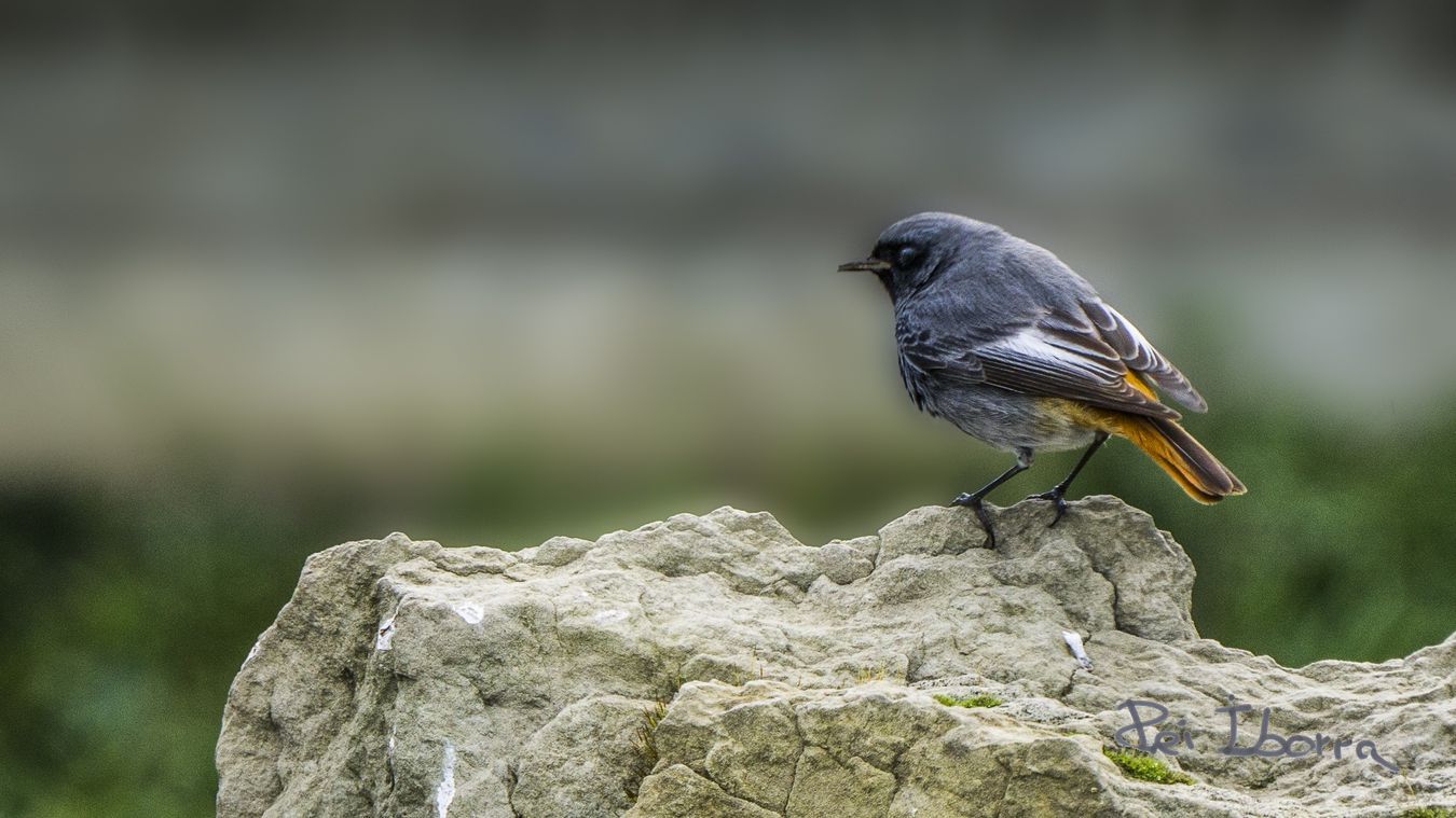 Cotxa fumada (Phoenicurus ochruros)