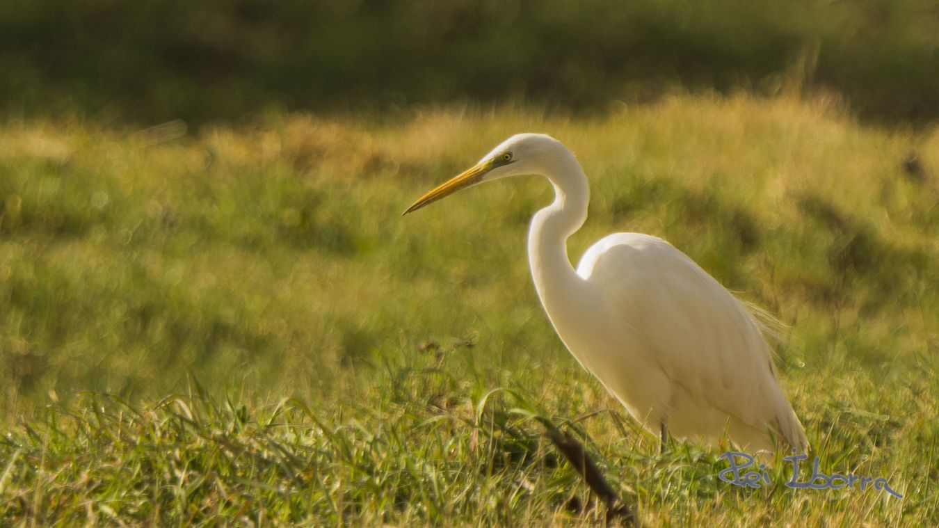 Agró blanc (Ardea alba)