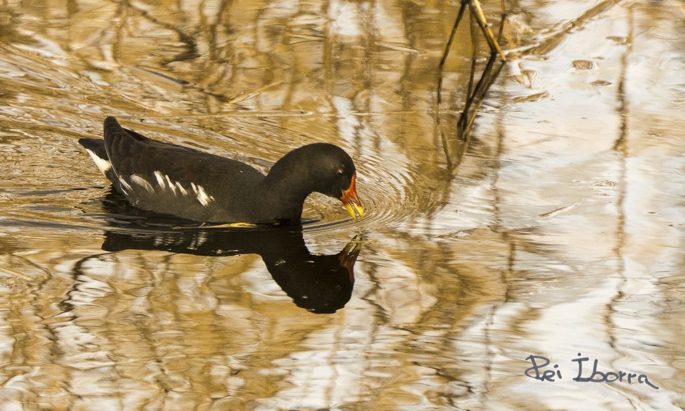 Polla d'aigua (Gallinula chloropus)