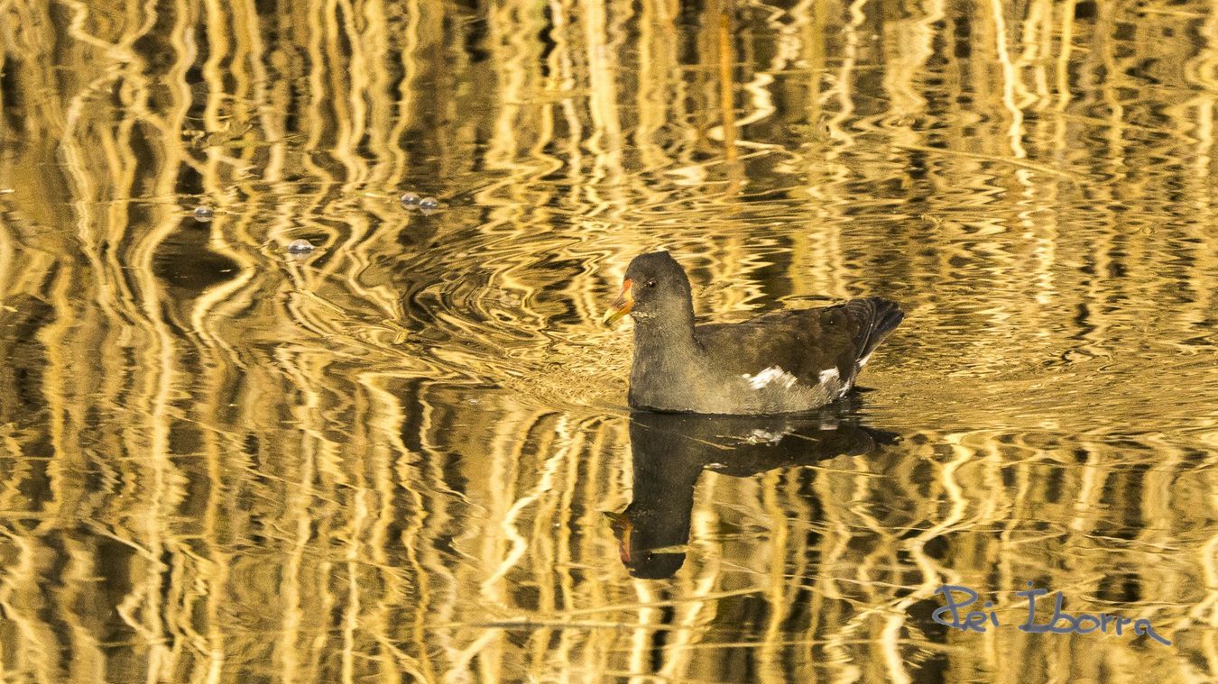 Polla d'aigua (Gallinula chloropus)