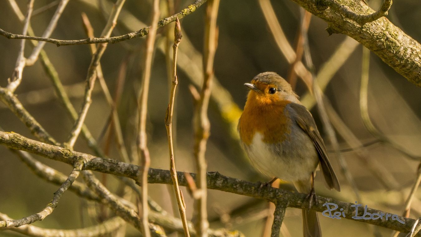 Pit Roig (Erithacus rubecula) 