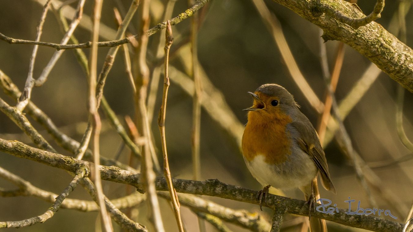 Pit Roig (Erithacus rubecula) 