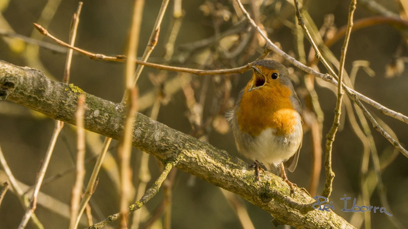 Pit Roig (Erithacus rubecula) 