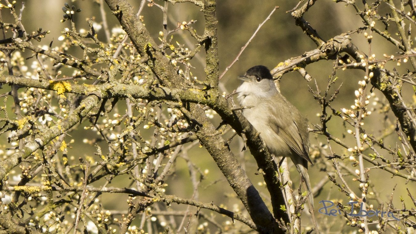 Tallarol de casquet (Sylvia atricapilla)