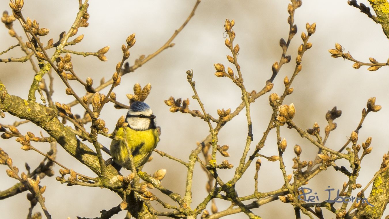 Mallerenga blava (Cyanistes caeruleus)