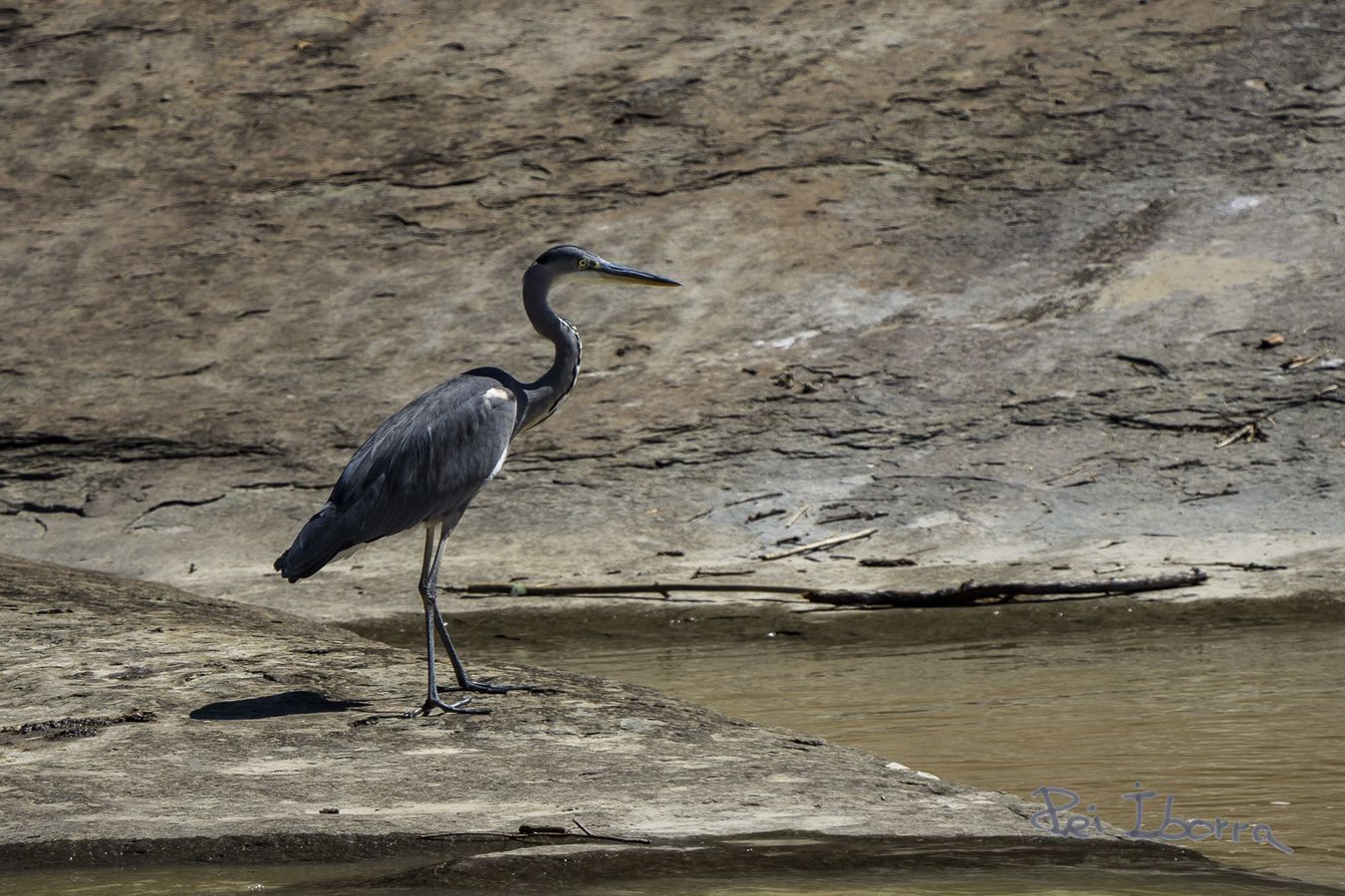 Bernat pescaire (Ardea cinerea)