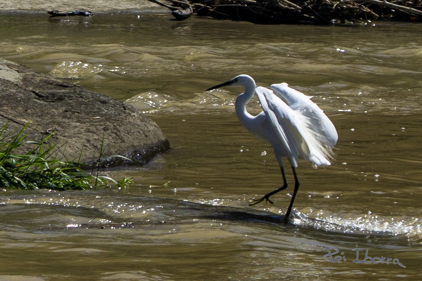 Martinet blant (Egretta garzetta)