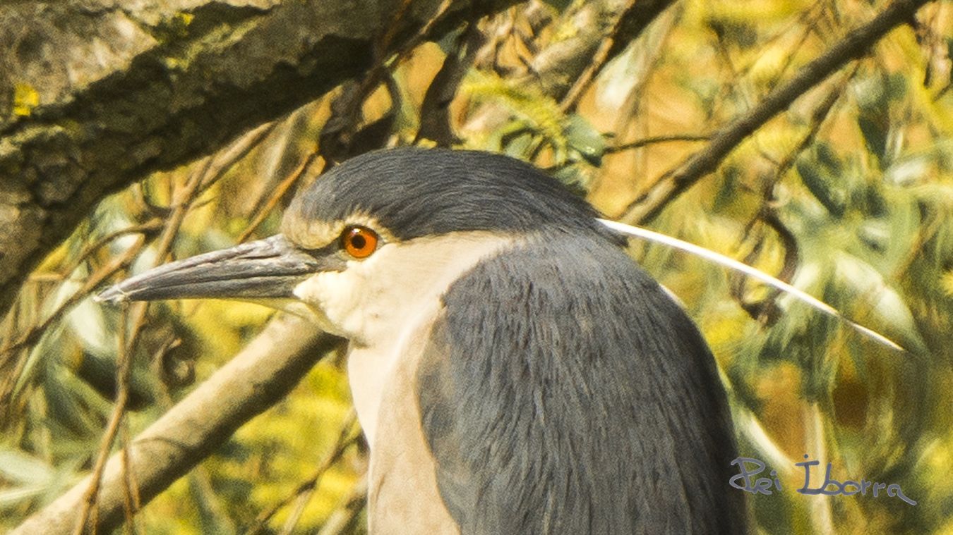 Martinet de nit (Nycticorax Nycticorax)