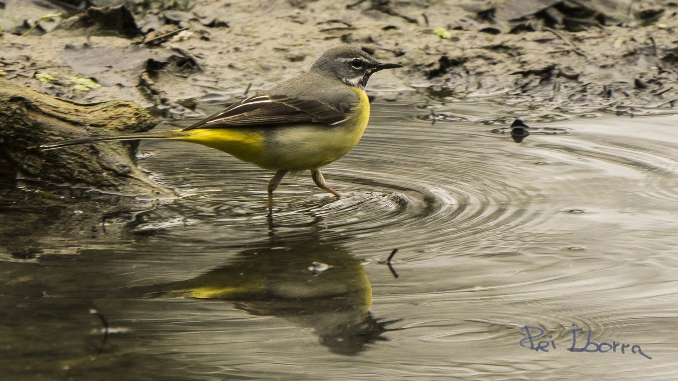 Cuereta torrentera (Motacilla cinerea)