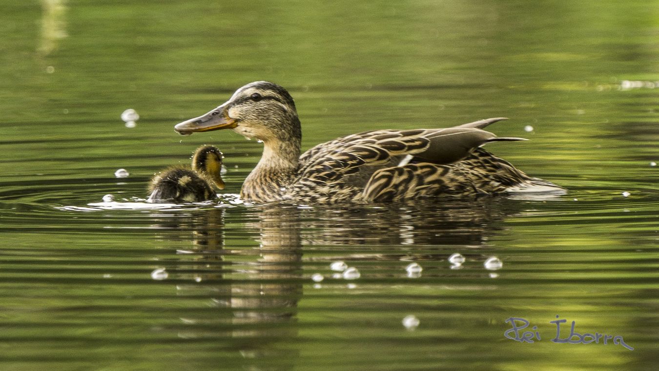 Ànec Collverd (Anas platyrhynchos)