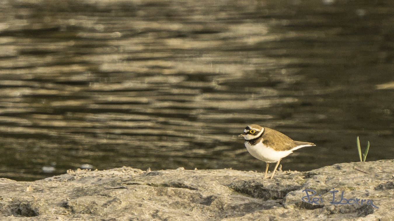 Corriol anellat petit (Charadrius dubius)