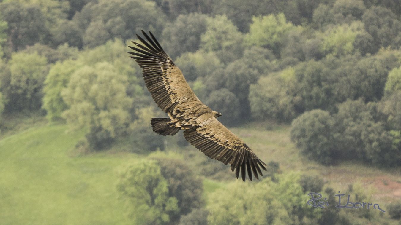 Voltor comú (Gyps fulvus)