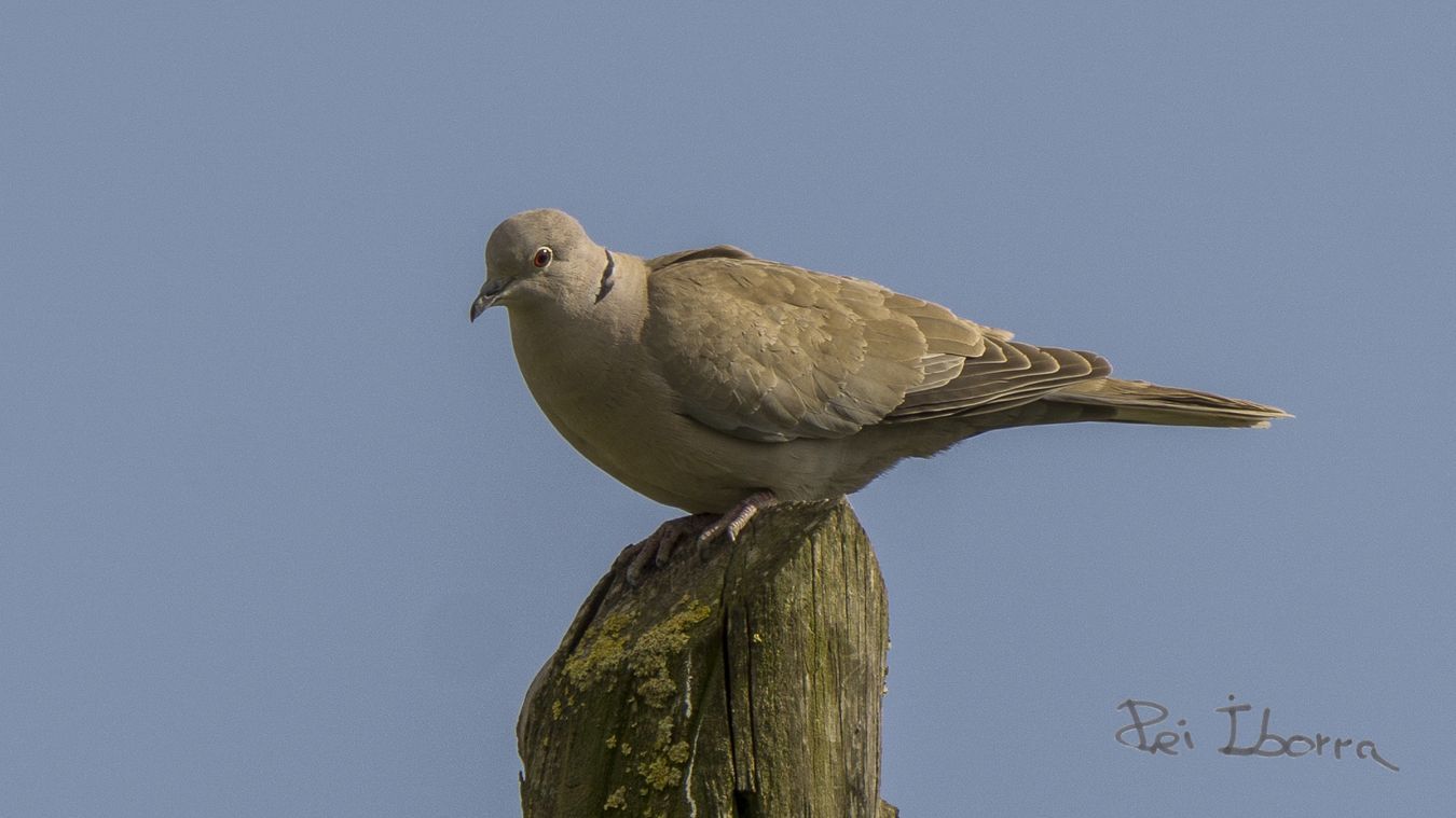 Tòrtora turca (Streptopelia decaocto)