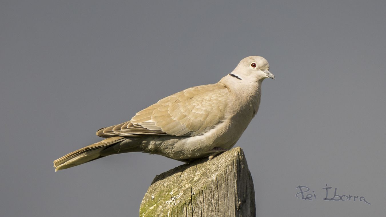 Tòrtora turca (Streptopelia decaocto)