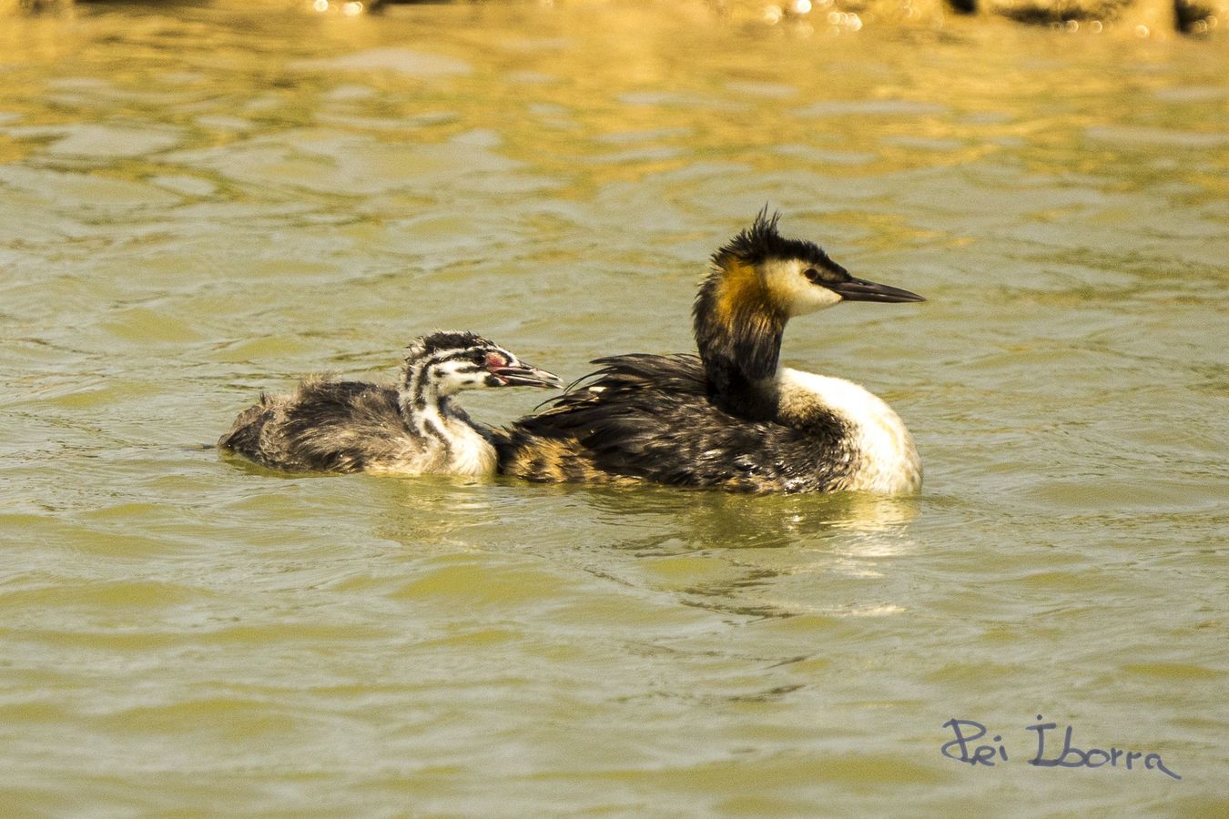 Cabusset emplomallat (Podiceps cristatus)