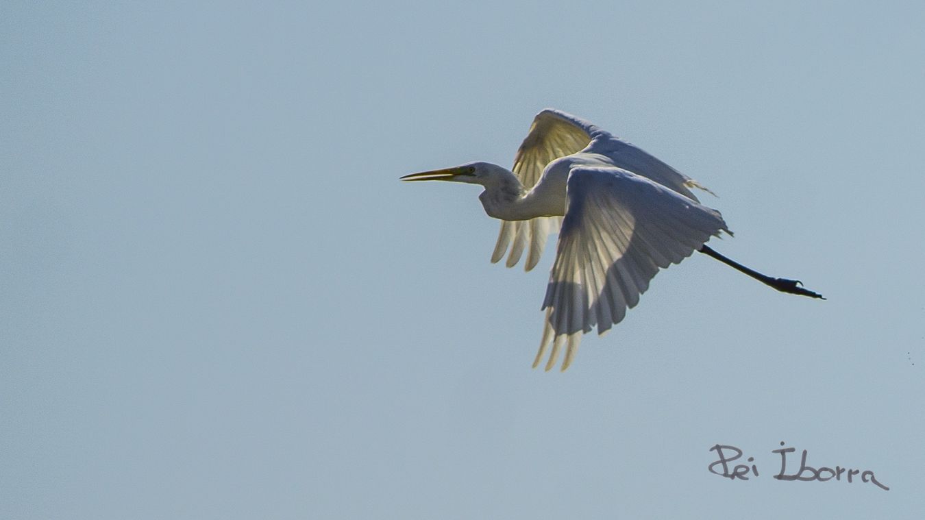 Agró blanc (Ardea alba)