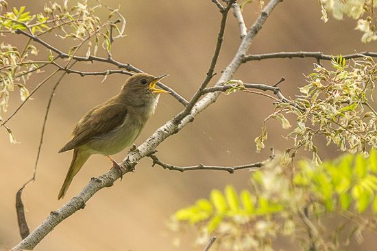 Rossinyol (Luscinia megarhynchos)