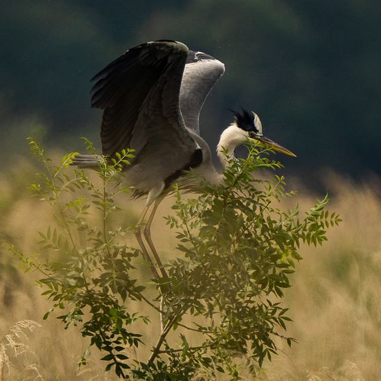 Bernat pescaire (Ardea cinerea)