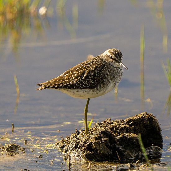 Tèrrit (Limicola falcinellus)