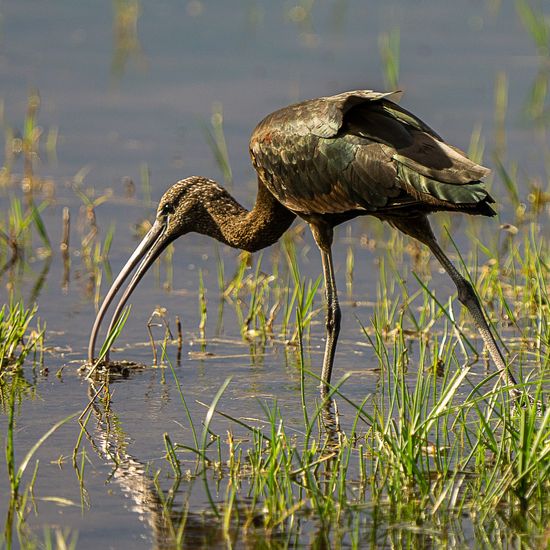 Capó reial (Plegadis falcinellus)