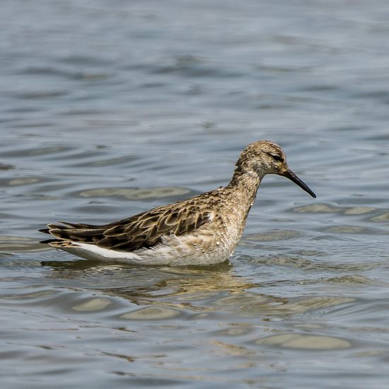 Batallaire (Calidris pugnax)