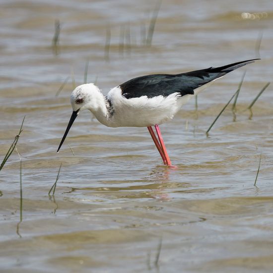 Cames llargues (Himantopus himantopus)