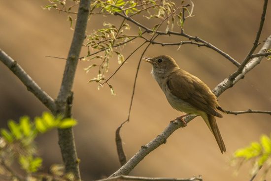 Rossinyol (Luscinia megarhynchos)