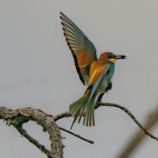 Abellerol (Merops apiaster)