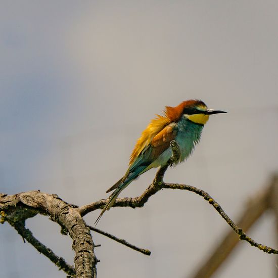 Abellerol (Merops apiaster)