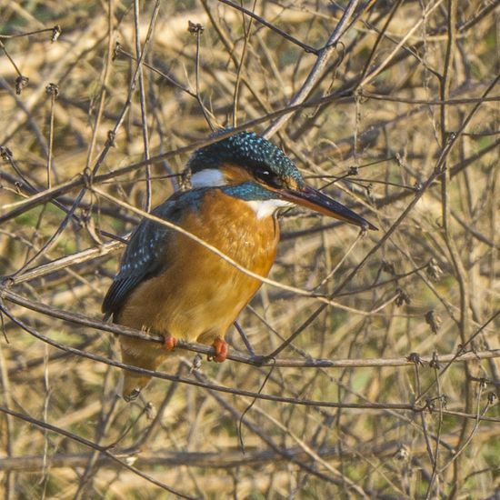 Blauet (Alcedo attis)