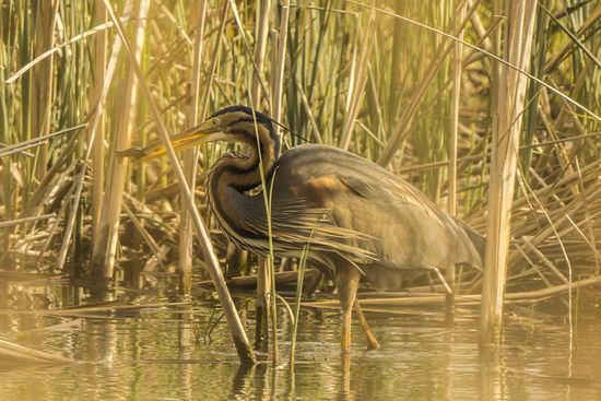 Agró Roig (Ardea purpurea)