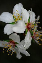 ALMENDRO ASILVESTRADO. Prunus dulcis.