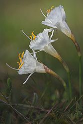NARCISO BLANCO. Narcisus cantabricus. 