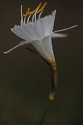 NARCISO BLANCO. Narcisus cantabricus. 