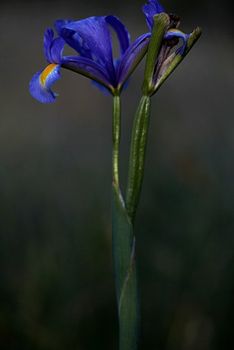 LIRIO. Iris xiphium. Iridáceas. Becerril de la Sierra. Junio 2010.