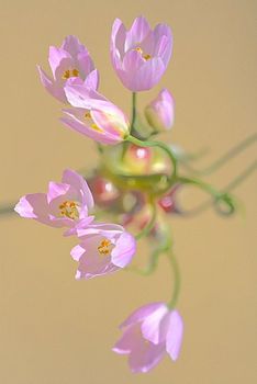AJO SILVESTRE. Allium oleraceum. Liliáceas. Sierra do Caldeirao. Algarve. Abril 2008.