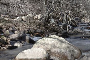 Saucedas. Rio Manzanares a su paso por La Pedriza. Invierno 2011