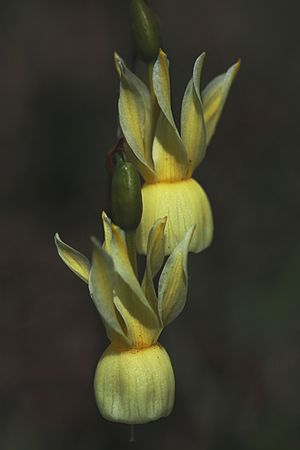 NARCISO PALIDO. Narcissus triandrud subsp. pallidulus.