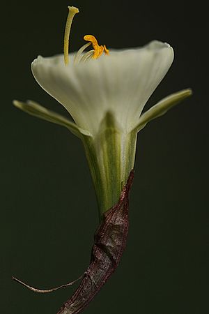 NARCISO. Narcissus bulbocodium. Amarilidáceas.