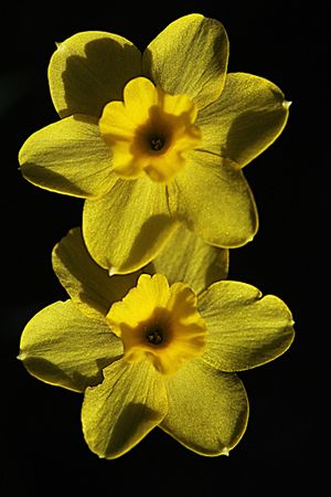 NARCISO DE ROCA. Narcissus rupicola. Amarilidáceas.