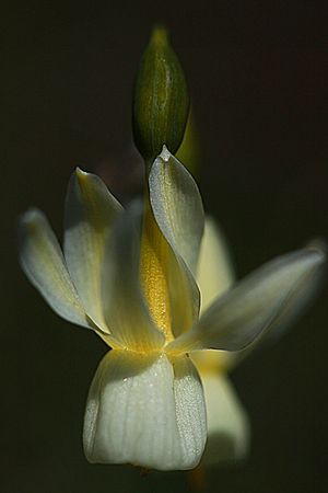 NARCISO PALIDO. Narcissus triandrus subsp. pallidulus. Amarillidáceas.