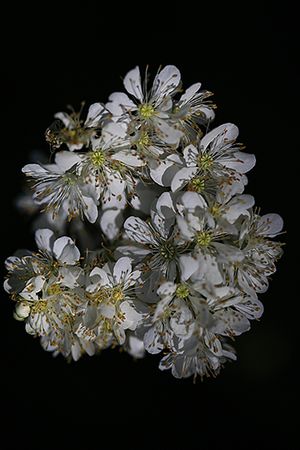 REINA DE LOS PRADOS. Filipendula vulgaris. Rosáceas.