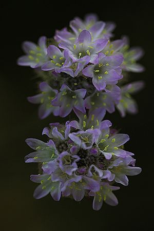 ARMERIA. Armeria arenaria. subsp. segoviensis. Plumbaginaceas.