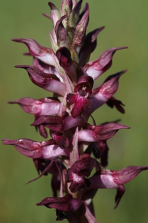 ORQUIDEA OLOR DE CHINCHES. Orchis coriopphora. Orchidáceas.