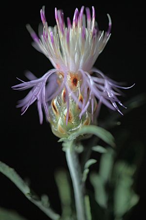 CENTAUREA SERRANA.  Centaurea alba.  Asteraceas.