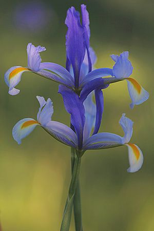 LIRIO. Iris spuria L. subsp. maritima. Iridáceas.