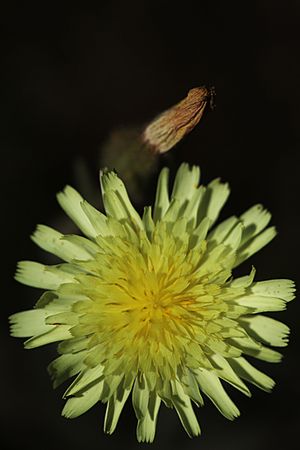 ANDRIALA. Andryala integrifolia. Asteráceas.