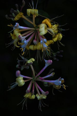 MADRESELVA. Lonicera peryclimenum subsp.hispanica. Capriofiliáceas.
