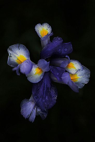 LIRIO DOS MONTES.. Iris xiphium.