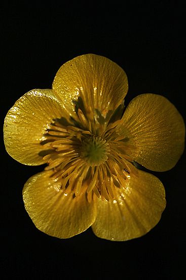 BOTON DE ORO. Ranunculus paludosus.
